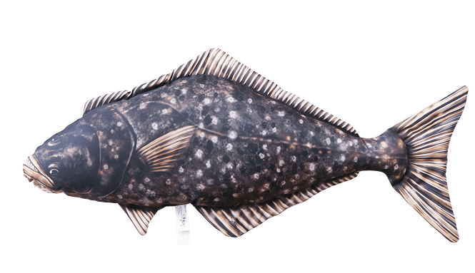 Hovedbilde Fiskepute - Kveite - 72 cm lang